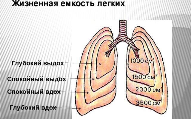 Где находится легкие у человека фото и как