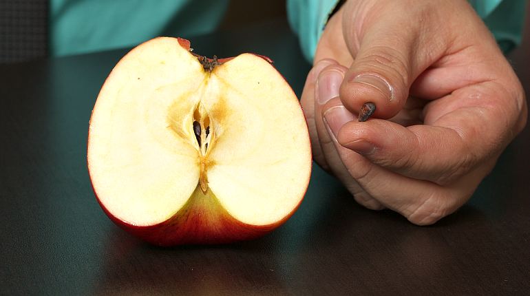 Употребление в пищу семена яблок