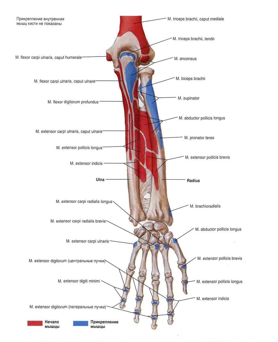 Крепление мышц предплечья