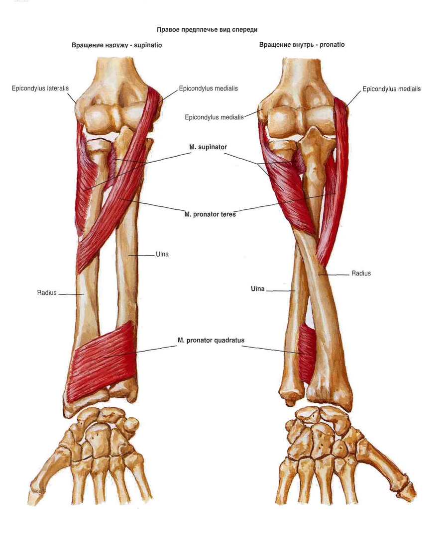 Вращатели лучевой кости