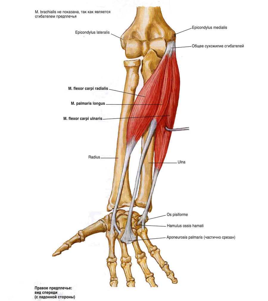Мышцы предплечья
