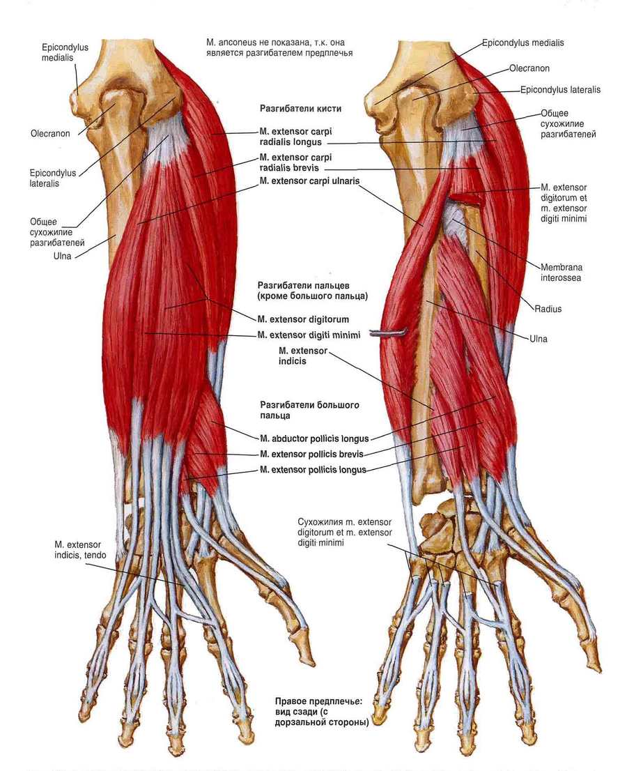 Мышцы разгибатели кисти и пальцев