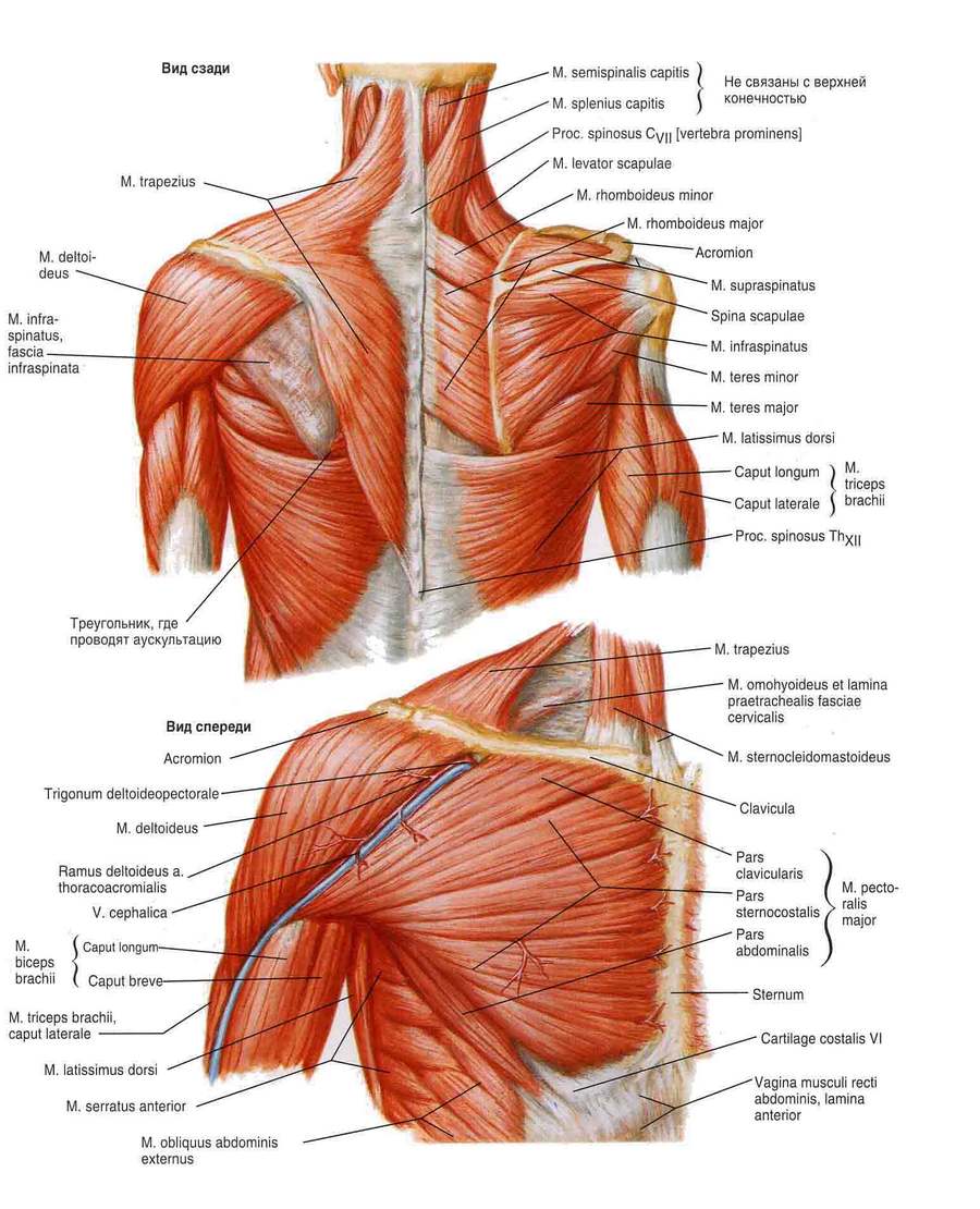 Мышцы плечевого пояса
