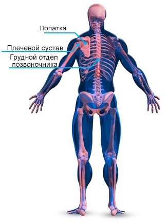 Анатомия скелетных мышц спины