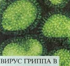 virus grippa b