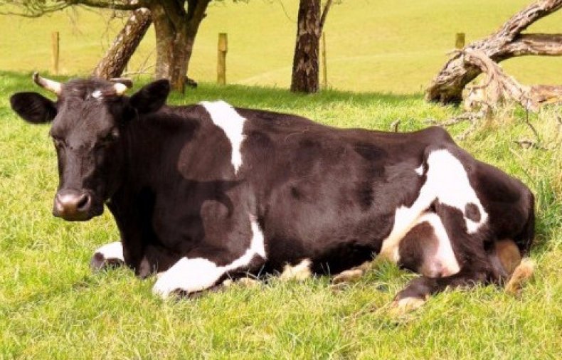 кетоз у коров симптомы и лечение