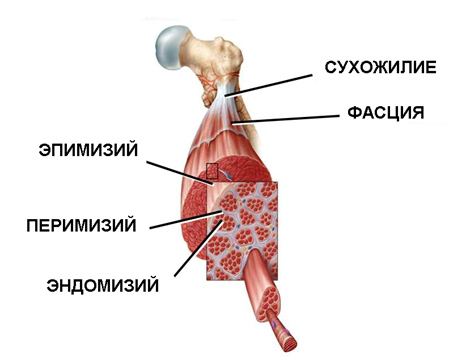Соединительно-тканные оболочки мышцы и мышечных волокон
