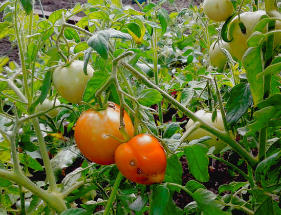 как помидоры растут