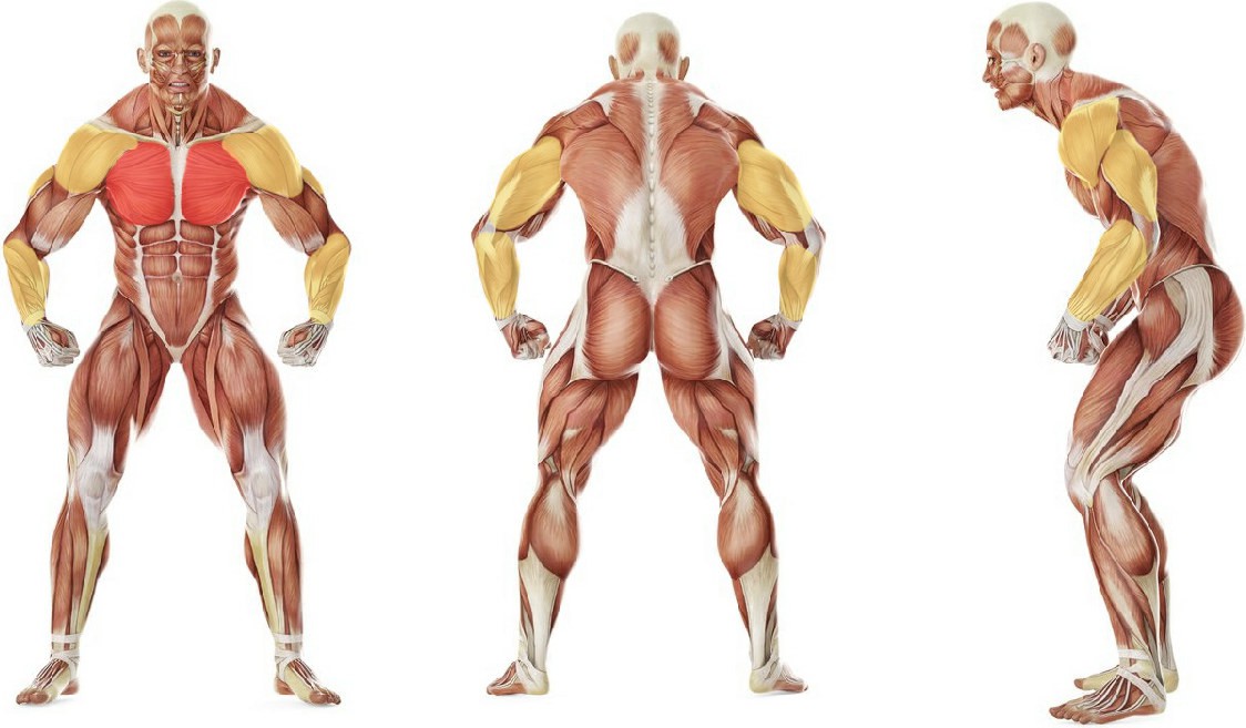 What muscles work in the exercise Отжимания на перекладине обычным хватом