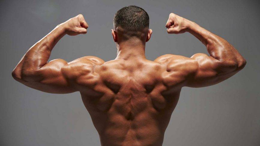 Тренировать мышцы трапеции вместе с плечами или спиной?