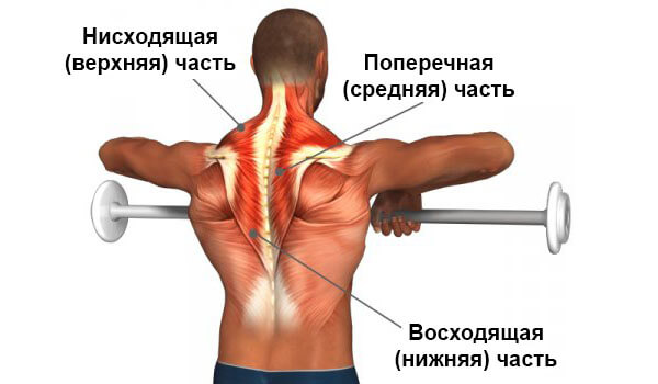 Части трапеции мышцы