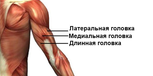Головки трицепса строение