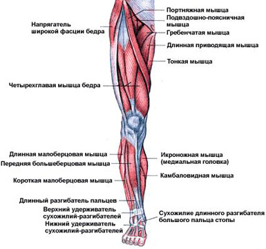 Как правильно накачать ноги 