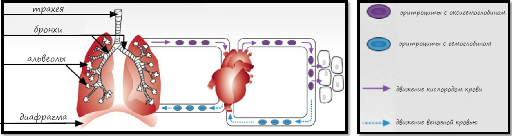 Процесс дыхания, схема