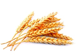 Злаки