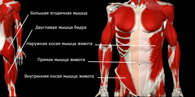 Слабые мышцы