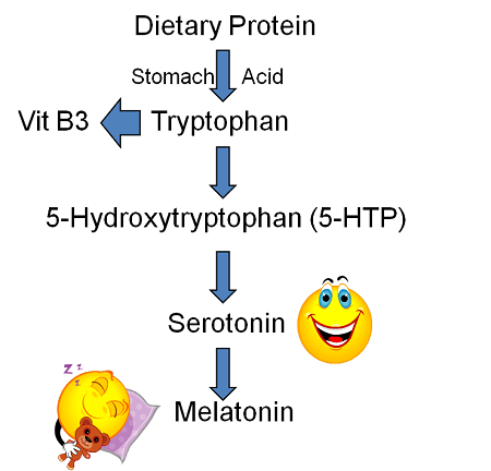 синтез серотонина триптофан 5htp