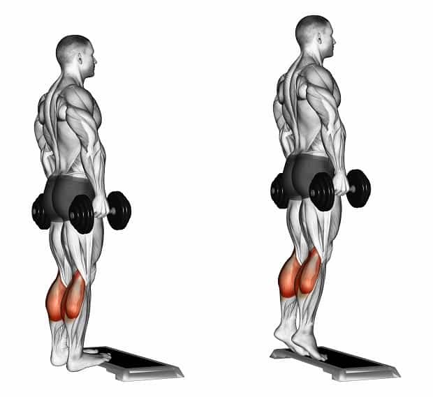 Мышцы, работающие при подъемах на носки с гантелями