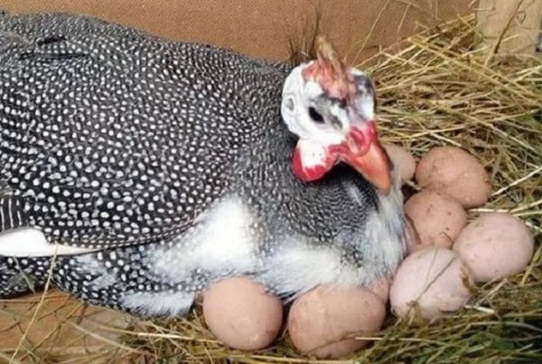 Цесарки насиживают зародыши 28 дней.