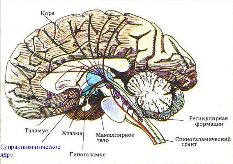 Часовые гены: биологические ритмы здоровья 