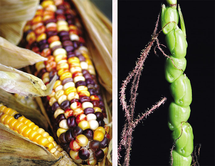 Современная сахарная кукуруза и ее далекий предок («Наука из первых рук» №1(77), 2018)