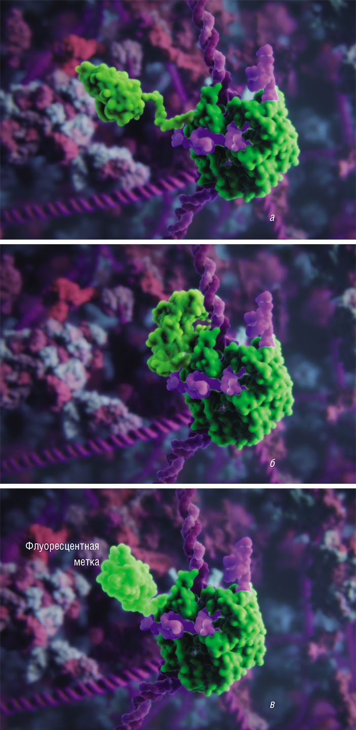 Использование CRISPR/Cas9 («Наука из первых рук» №1(77), 2018) 