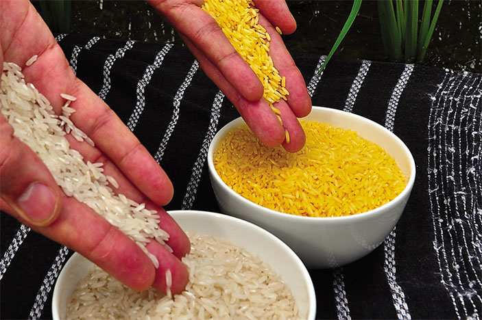 «Золотой рис» — генетически модифицированный сорт риса посевного («Наука из первых рук» №1(77), 2018) 