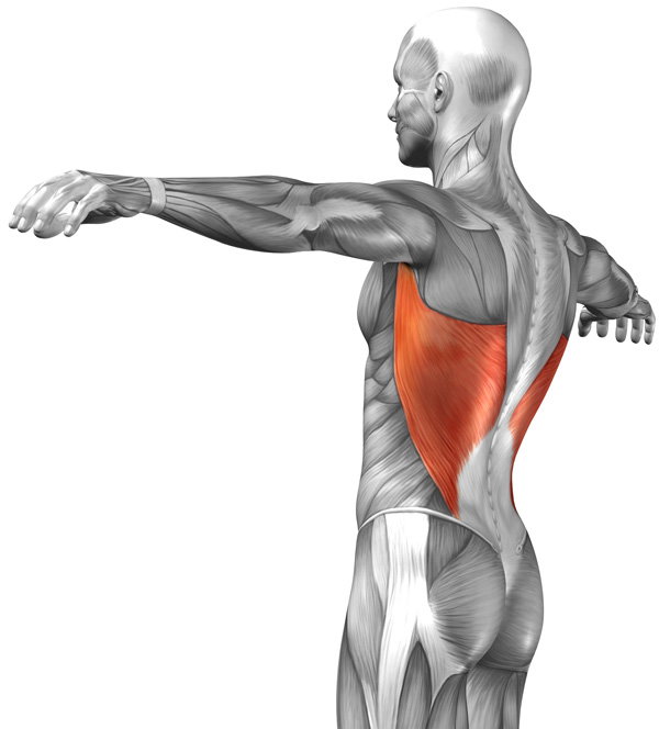 анатомия крыльев - широчайшие мышцы спины