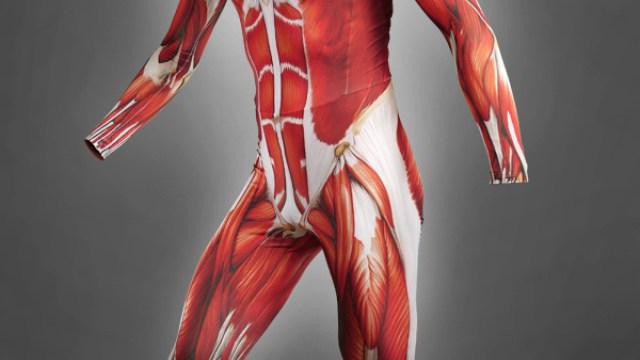 основные группы мышц тела