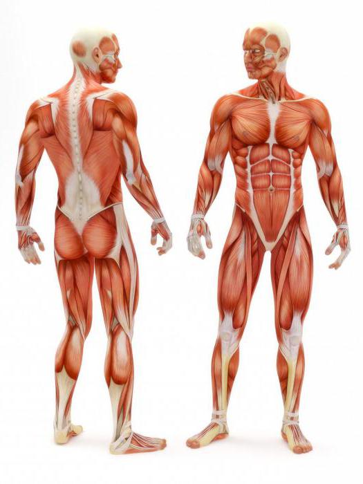 мышцы синергисты