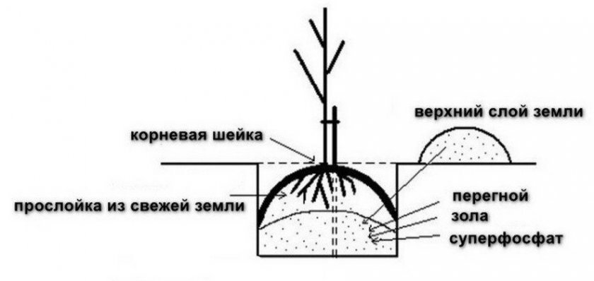 Схема посадочной ямы для саженца