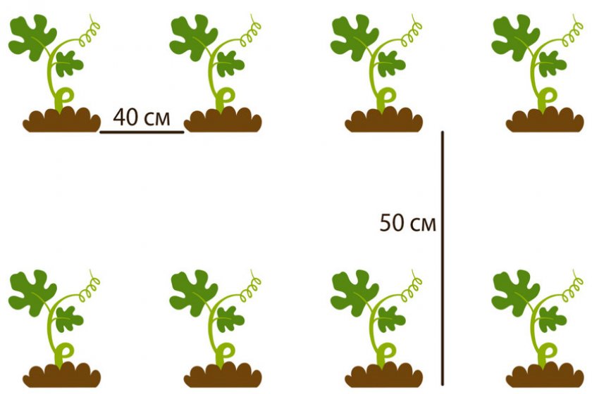 Схема посадки арбуза под агроволокно