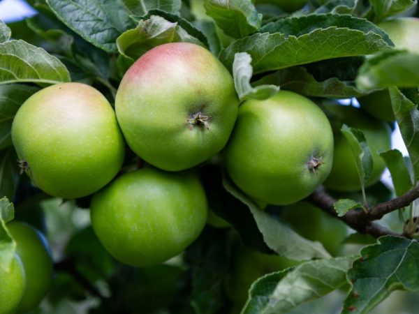 Польза зеленых и красных яблок