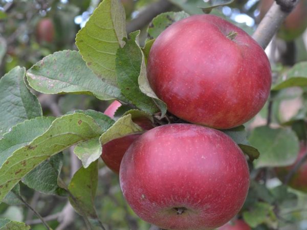 Красные яблоки могут быть вредны для здоровья