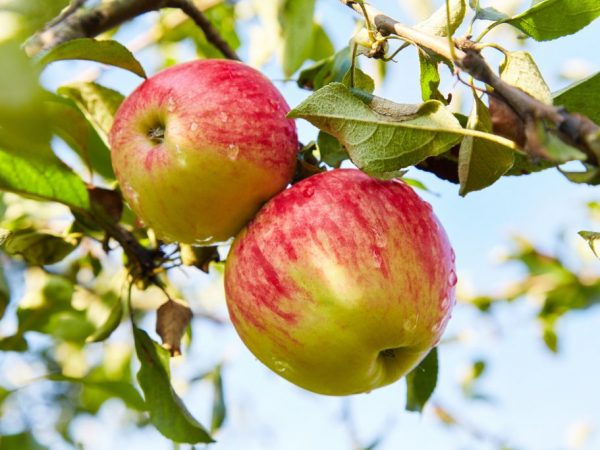 Яблоки богаты полезными микроэлементами