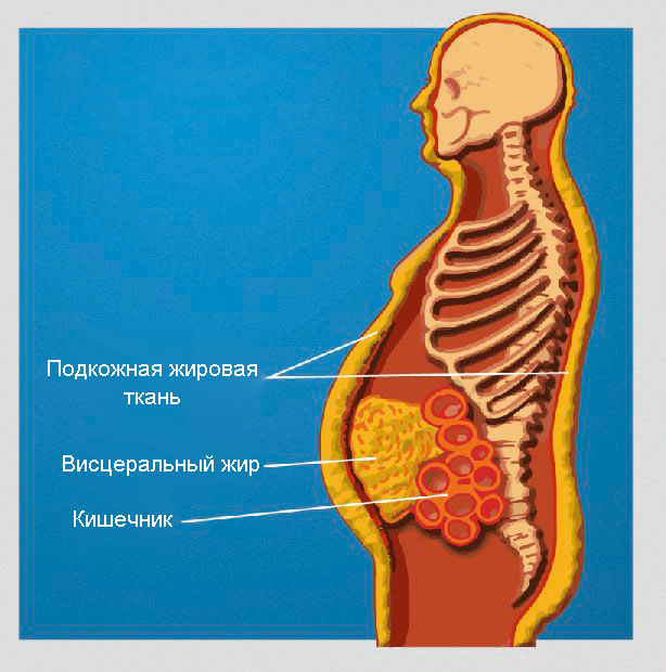 Типы жировой ткани в организме