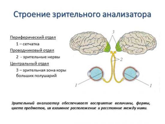 Строение зрительного анализатора