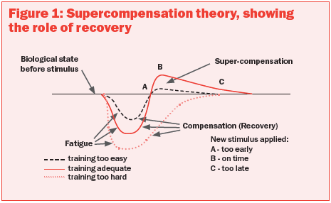 Теория суперкомпенсации