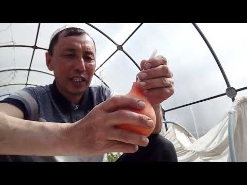 Лёгкий, быстрый метод посадки моркови, без  прореживания