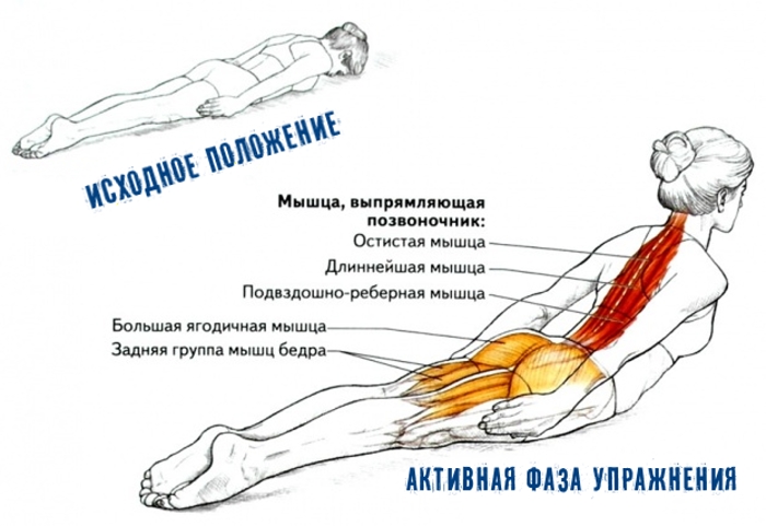 Смт мышц спины. Мышцы позвоночника. Мышца выпрямляющая позвоночник. Длинные мышцы спины. Мышца разгибающая позвоночник тренировка.