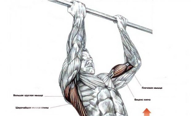 Задействованные мышцы при подтягивании