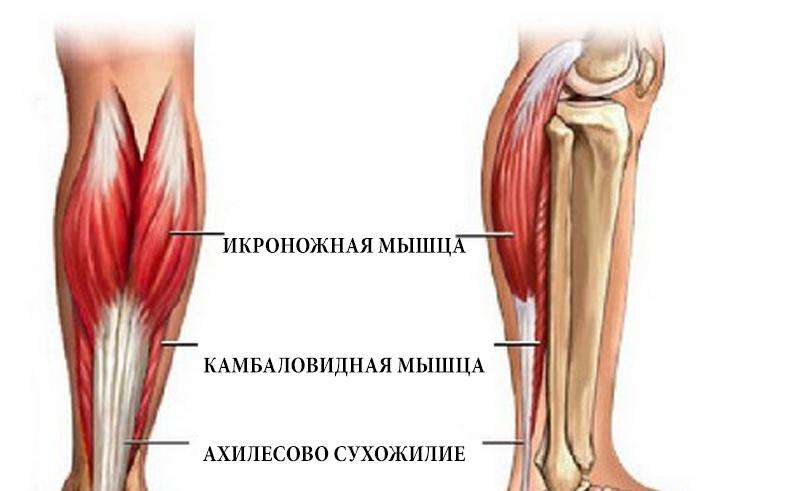 Как накачать мышцы ног Как накачать мышцы ног