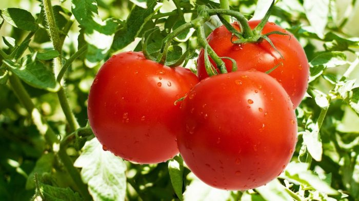польза и вред помидоров