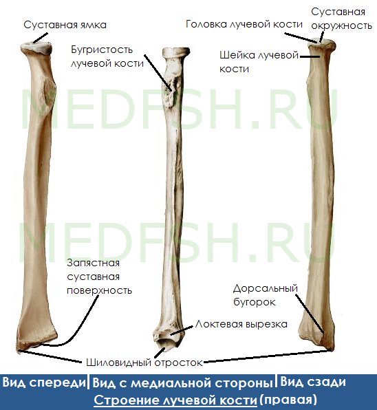 Анатомия лучевой кости: костные образования