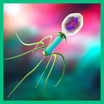 Бактериофаги. Все, что вы хотели о них знать
