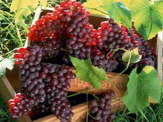 виноград красный (раздел)