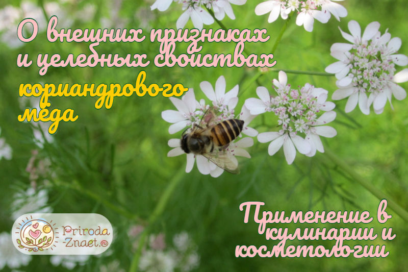 Кориандровый мед Кориандровый мед