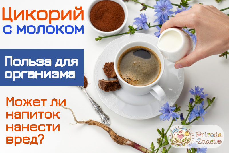 Цикорий с молоком Цикорий с молоком