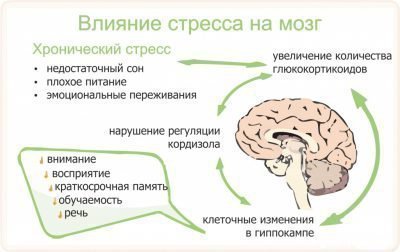  Влияние стресса на мозг - как происходит