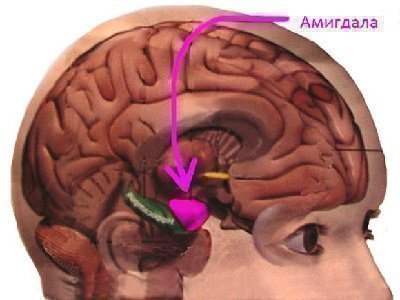 Амигдала - где расположена
